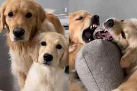 Two dogs video