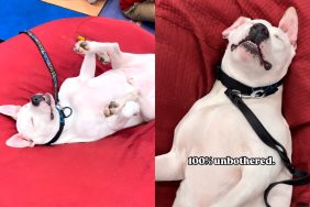 deaf therapy dog video