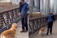 dog fear of bridge