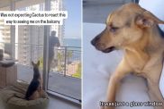 rescue dog owner video