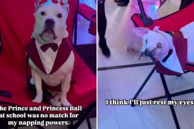 deaf therapy dog ball video