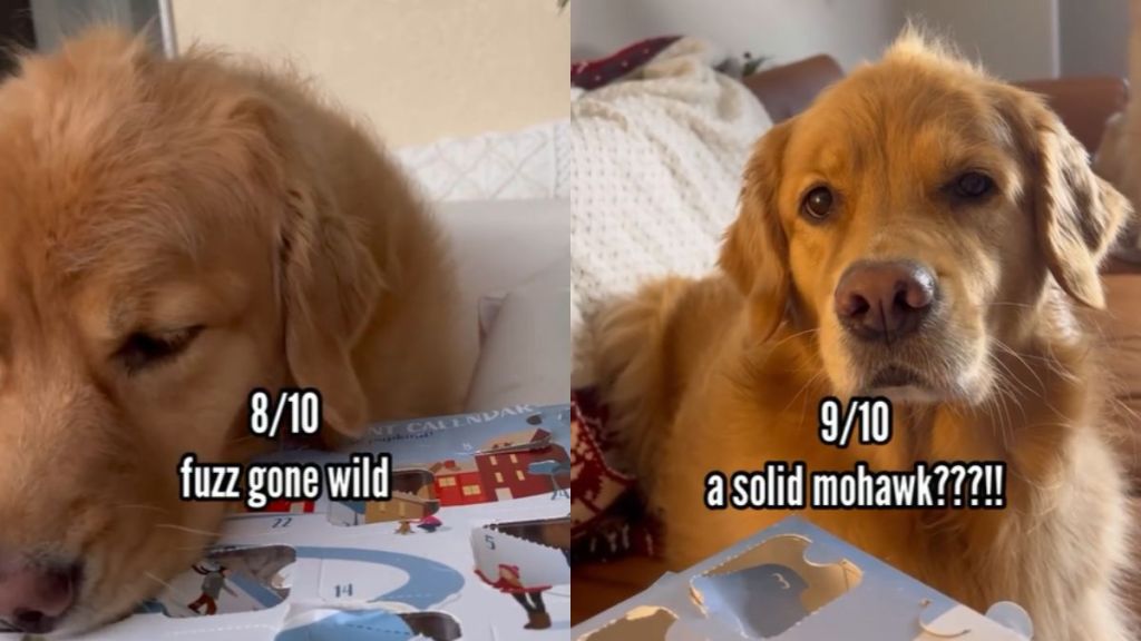 Owner's Video Reveals Dog's 'Bed Head' Hairstyles