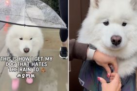 dog hates rain video