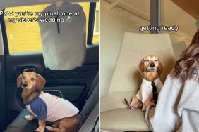 dog wedding video