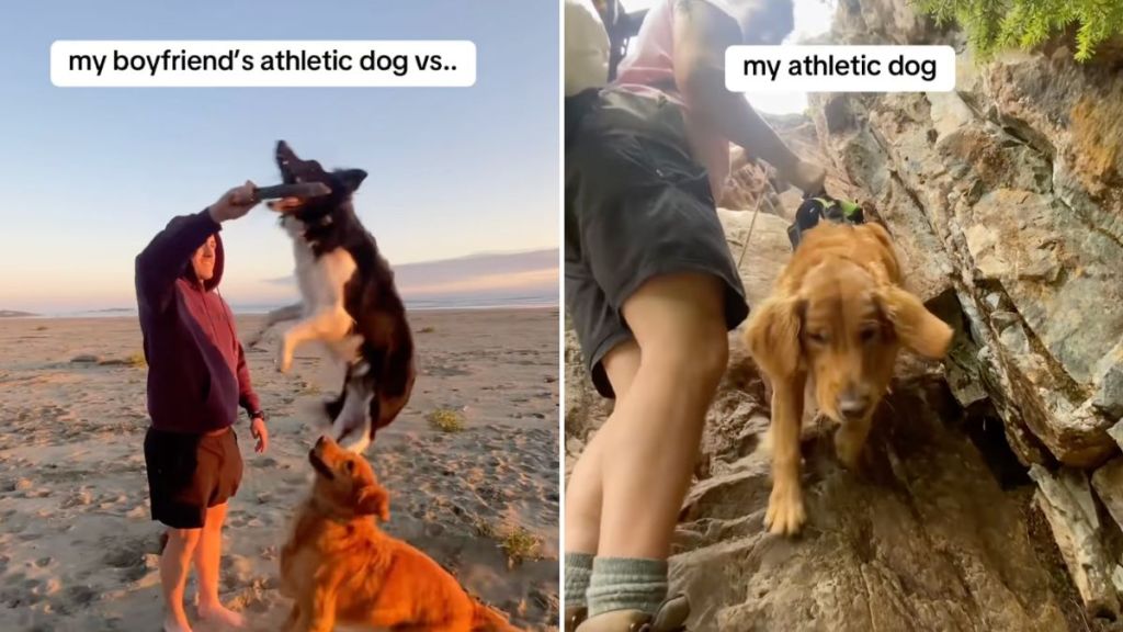 athletic dogs video