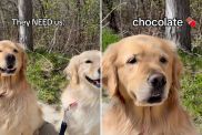 humans need dogs video