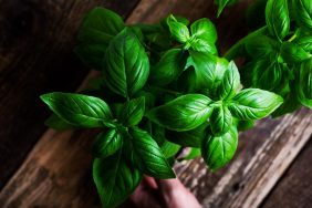 A closeup photo of leafy green basil, which dogs can eat safely.
