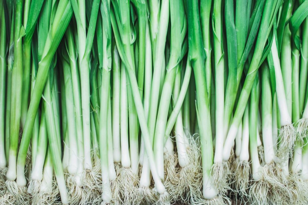 Homegrown farm green onions or scallions.