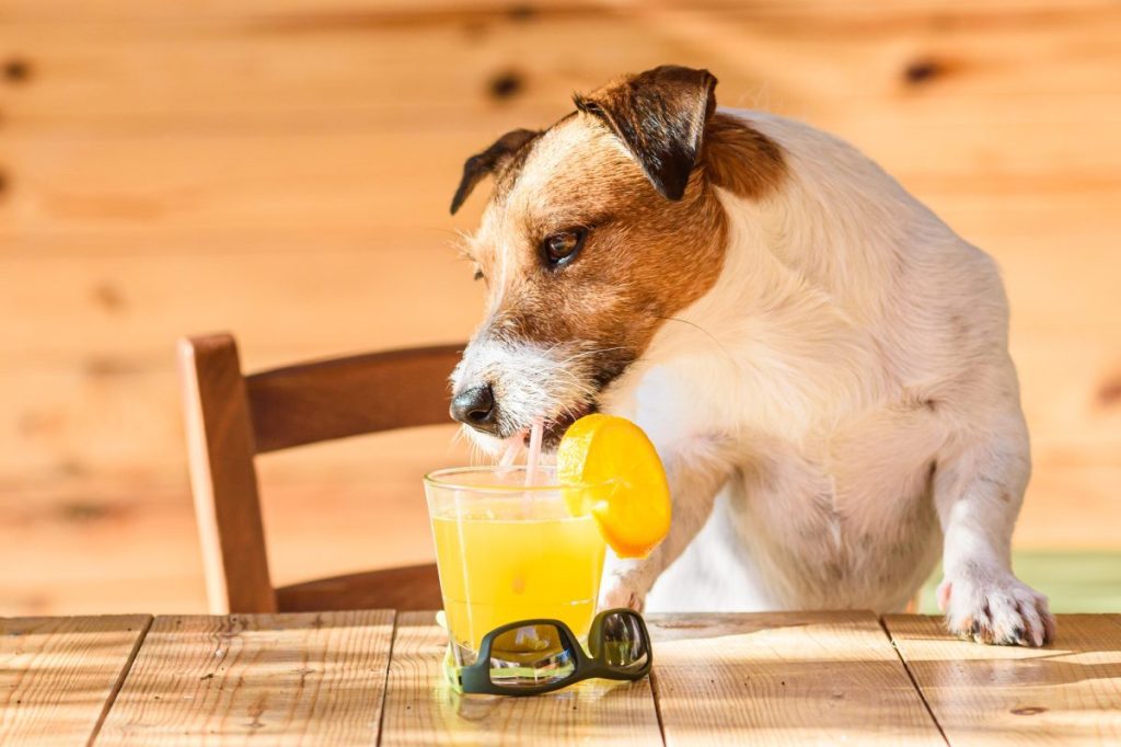 Jack Russell Terrier dog drinking orange juice
