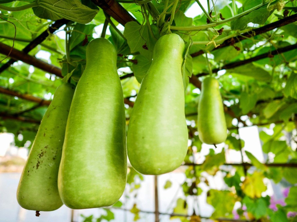 Bright green bottle gourds, which dogs can eat if prepared correctly, hanging in a market in Bangkok. This