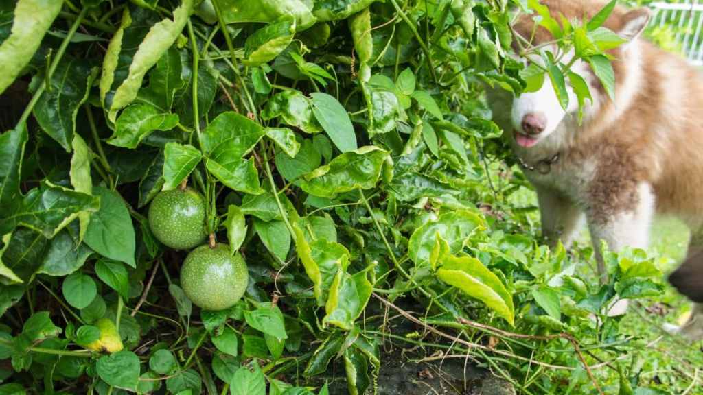 Passion Fruit in The Garden with Siberian Husky