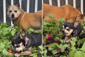 dog veggie patch video