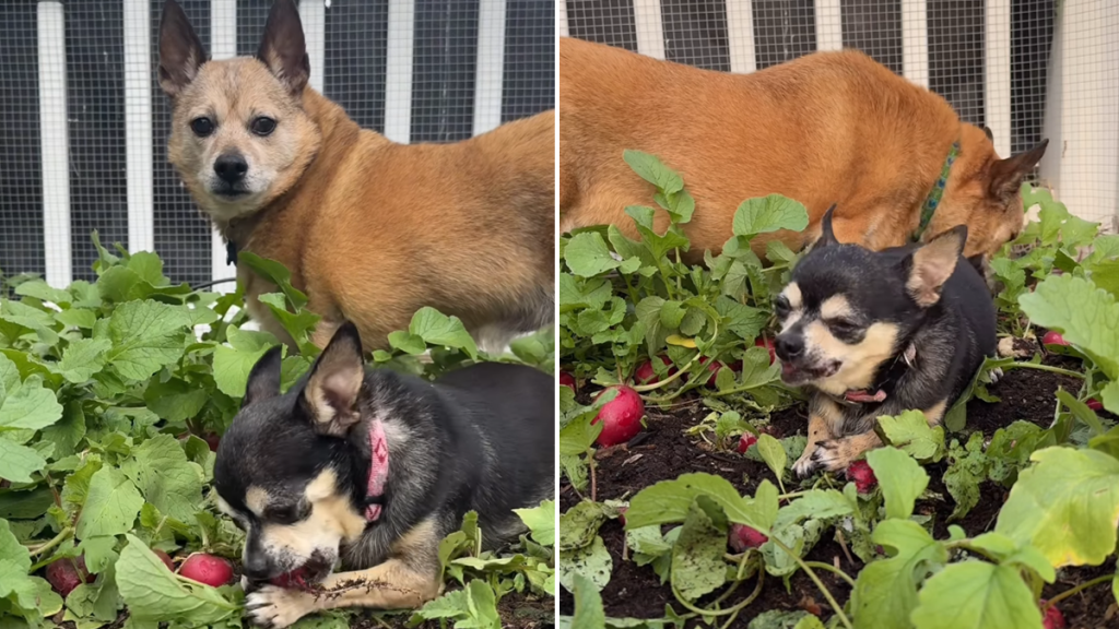 dog veggie patch video