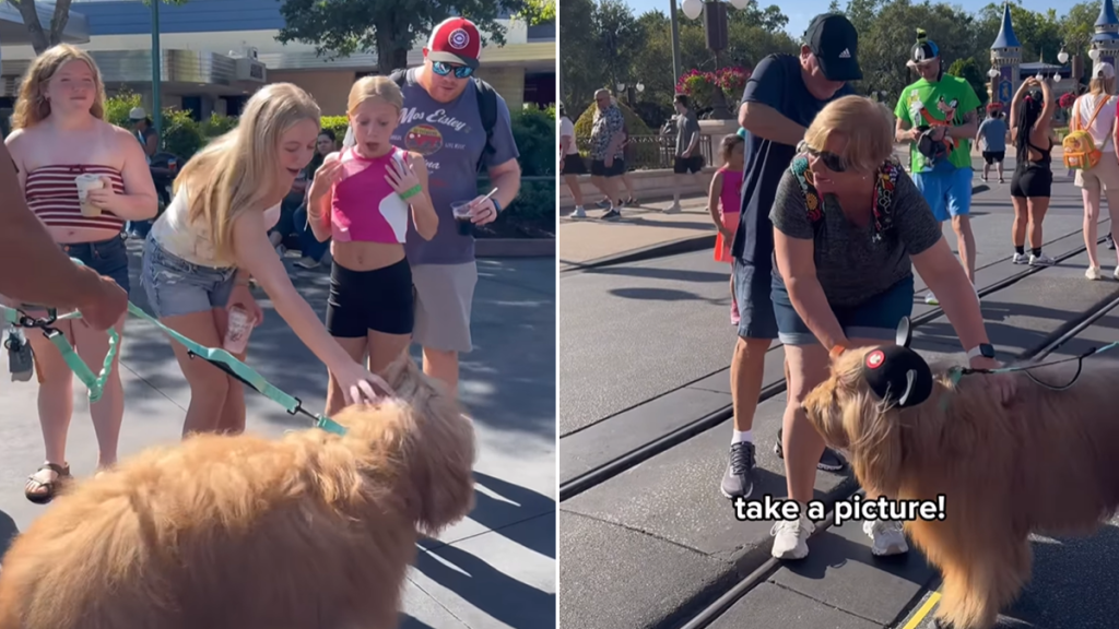 dog Disneyland video