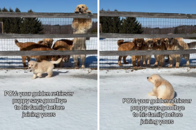 golden retriever puppy video