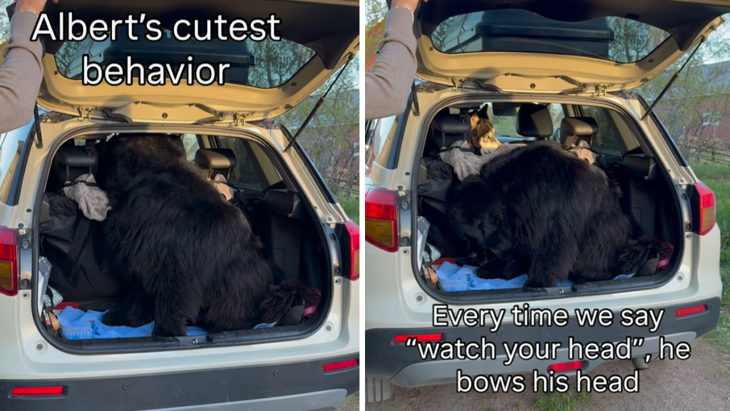 dog door video