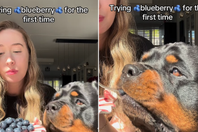 dog blueberry video