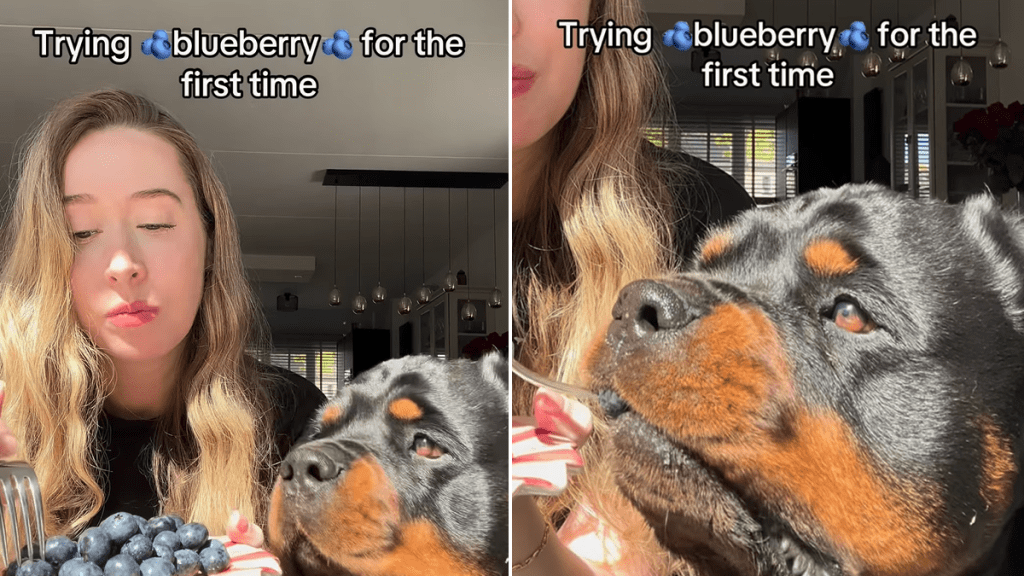 dog blueberry video