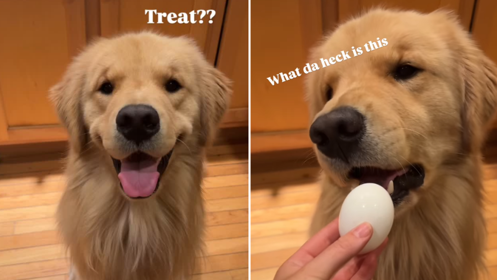 dog treat video