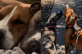 rescue Pit Bull video