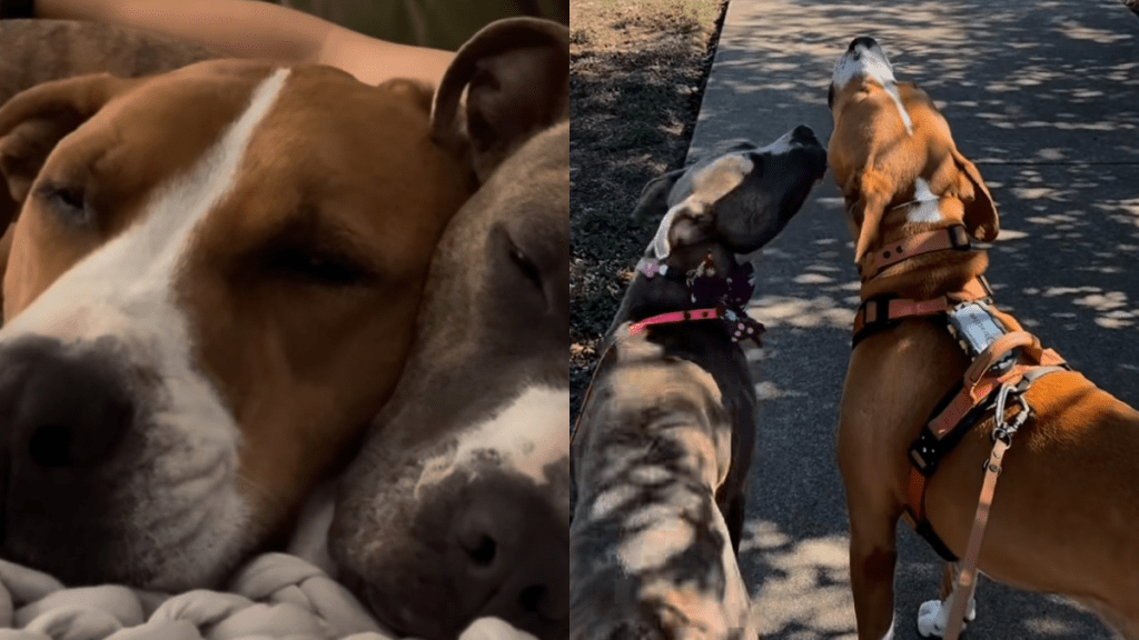 rescue Pit Bull video