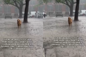 Dog rain video