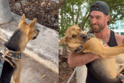 rescue dog chicken video