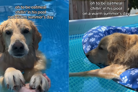 adorable dog video