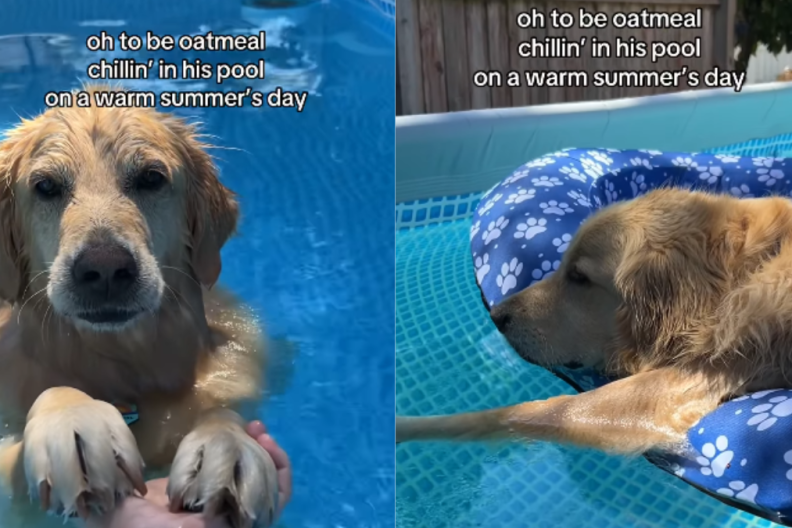 adorable dog video