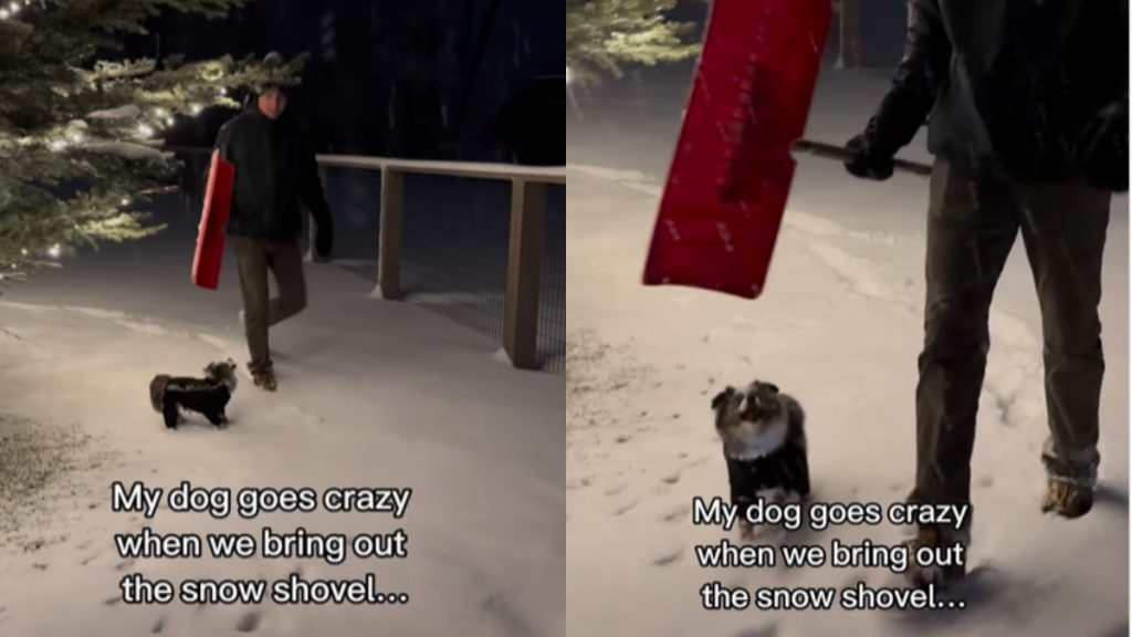 adorable dog video