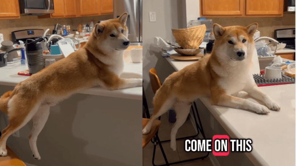 funny dog video