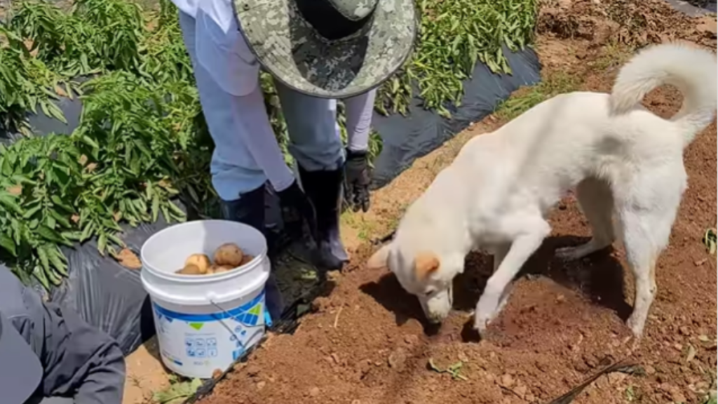 funny dog video