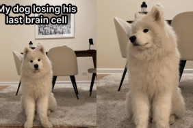 funny dog video