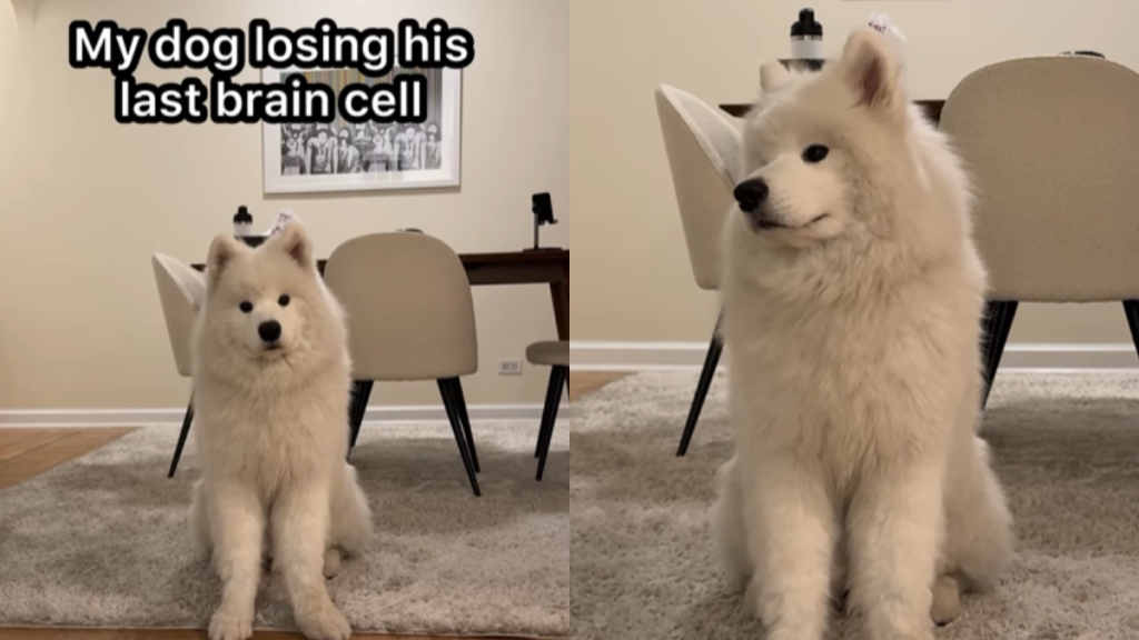 funny dog video