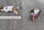 emotional dog video