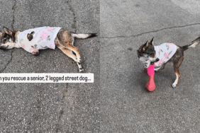 emotional dog video