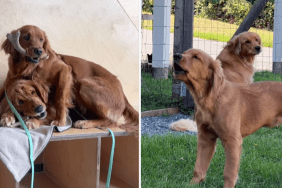 adorable and funny dog video