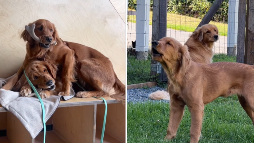 adorable and funny dog video