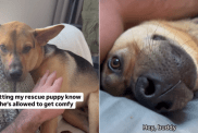 adorable dog video