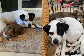 adorable dog video