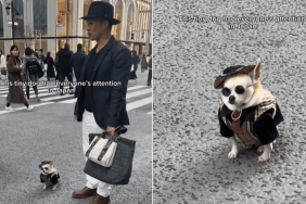 adorable dog video