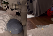 adorable dog video