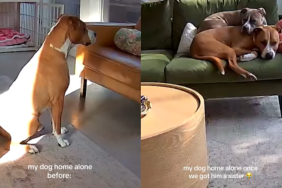 emotional dog video