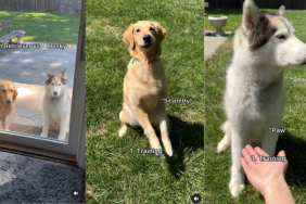 Husky Golden Retriever difference