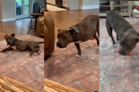 Tripod rescue dog video