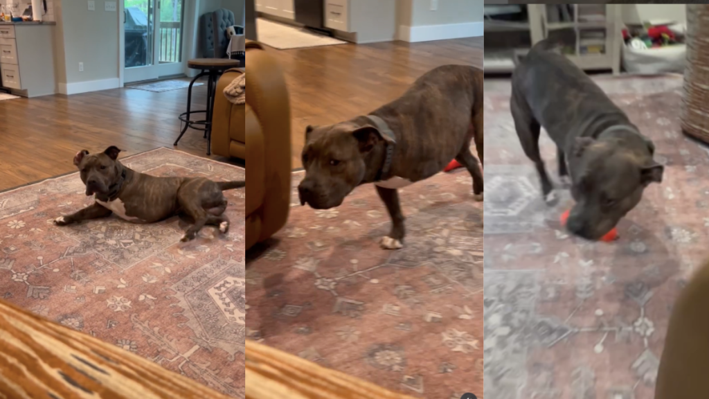 Tripod rescue dog video