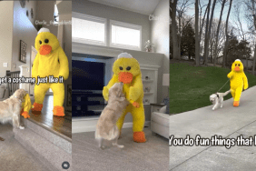Dog favorite toy video