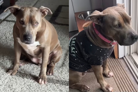 Pit Bull house rules video