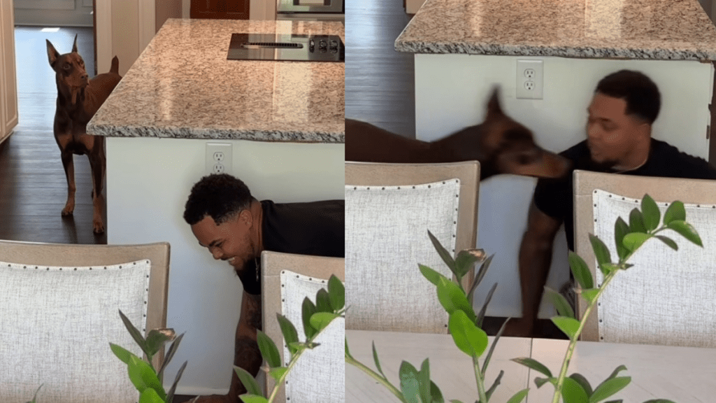 dog hide video