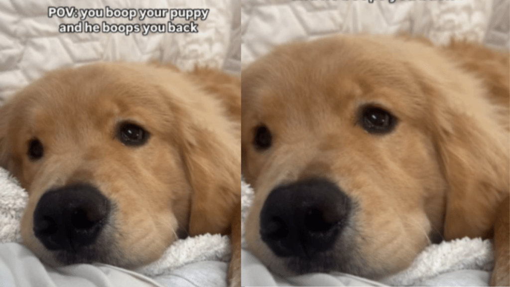 Golden Retriever Puppy Boops